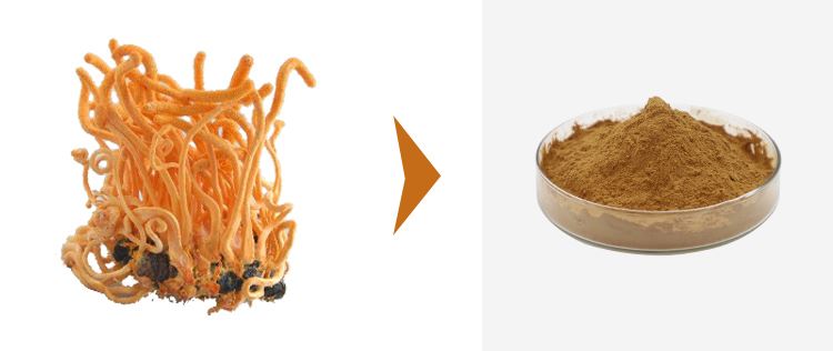 Cordycepin Powder 1 Cordycepin Powder 1