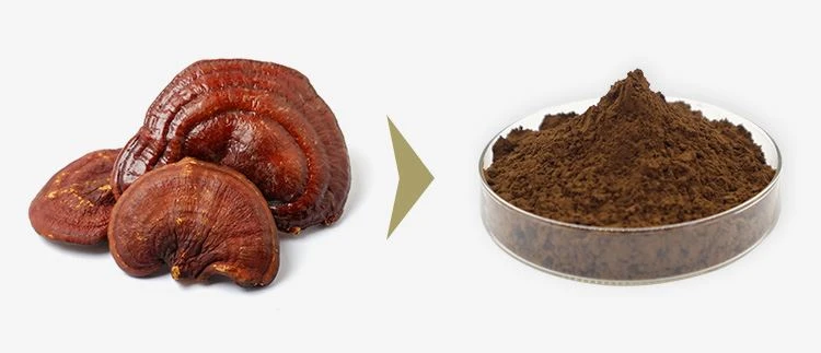Reishi Extract Powder 1 Reishi Extract Powder 1