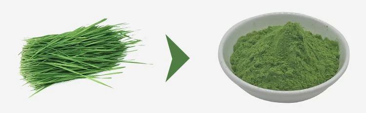Wheatgrass Juice Powder