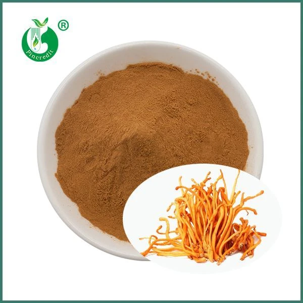 Pulbere de extract Cordyceps Militaris