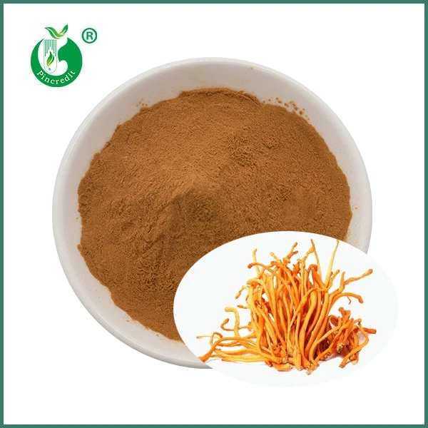 Pulbere de extract Cordyceps Militaris